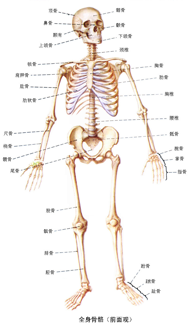 骨骼 人体 全身