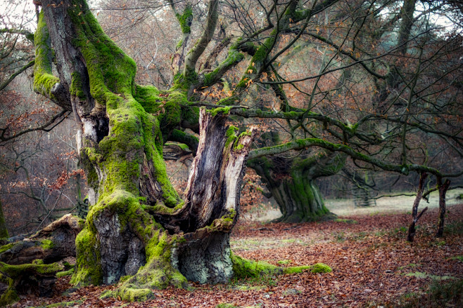 Visiting the Ents : ...