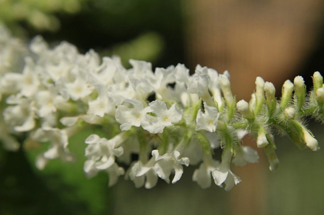 马鞭草科:Aloysia virgata...