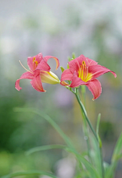 如水·心采集到花·影集