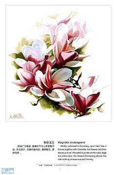 05 朱砂玉兰.jpg