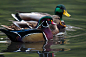 Ducks - 照片策划者：Tom & Jackie Daunce / 500px
