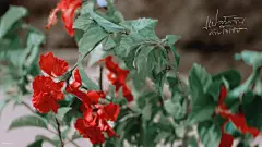 KinKrit超话  #泰剧以你的心诠释我的爱#
截修高清电脑壁纸18P

来晚了！第四弹！（
️二改二传 | ️快转｜拿图记得告诉我哦
ps：产出不易 请勿涂抹水印二次上传 感谢理解 ​​​ ​​​​