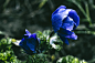 General 4896x3264 plants flowers blue flowers petals