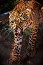 waasabi:<br/>The angry leopard by Mohamed Hakem<br/>