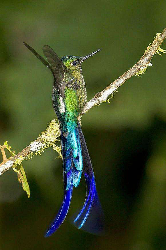 蜂鸟目蜂鸟科长尾蜂鸟属紫长尾蜂鸟