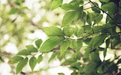 清新唯美意境风景桌面壁纸桌面壁纸3