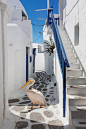 The mascot of Mykonos (Petros The Pelican)