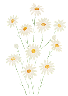 DMLYYQX666采集到植物鲜花插画