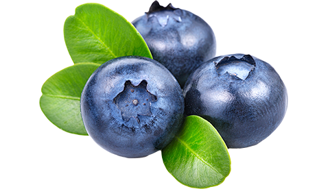 蓝莓 熊果苷 PNG 素材 