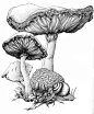 how to draw a mushroom | mushroom ink by bigredsharks traditional art drawings technical ...