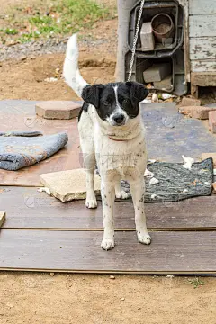 黑白相间的中国花园狗，犬舍