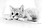 素描小萌猫
