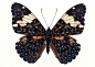 黑色蝴蝶标本12