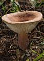 A fruit body of the milk mushroom Lactarius clarkeae Cleland. Specimen photographed in State Forest near Comboyne, New South Wales, Australia. (by Ian Dodd)