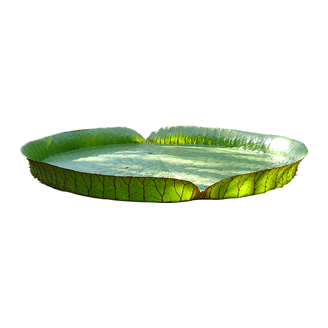 植物、盆栽、盆景png-更多素材尽在@没...