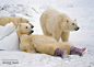 House of Fraser: Polar Bear • Ads of the World™ | Part of The Clio Network : This ad embodies the spirit of ‘Be you no matter who’ (HOF’s new tagline). The comfy slouch of the polar bear in uggs makes the coldest place on earth look the cosiest. He is com