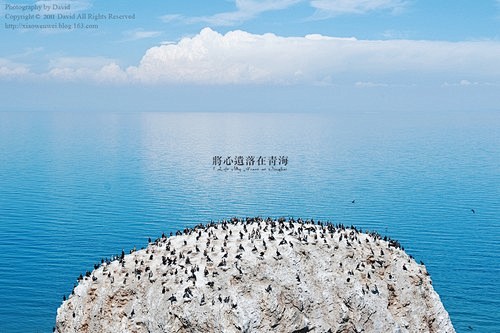 将心遗落在青海