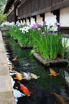 小樱花不回头采集到入口庭院