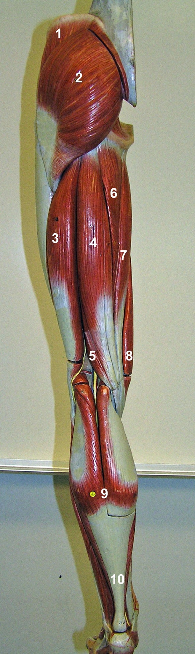 2 - Gluteus maximus ...