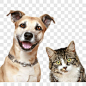 宠物狗宠物猫其他PNG图片➤来自 PNG搜索网 pngss.com 免费免扣png素材下载！