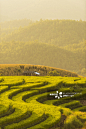 梯田,田地,稻,泰国,绿色正版图片素材