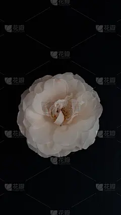 小象牙玫瑰花。智能手机的主题。