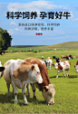 牛排菲力新鲜儿童批发黑椒单片包装宝宝放心吃官方旗舰店非原切-tmall.com天猫