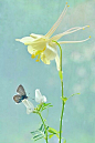 蝶恋花。