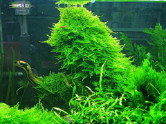第五个Season采集到水草