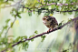 Spotted  owlet