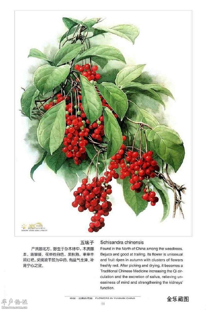 曾孝濂 中国云南百花图