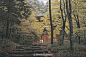 澁泽卿，一位来自日本的僧侣，在专注修行的过程中绘下了寺庙四季景色：春融，夏葱郁，秋色连波，冬雪比花静。