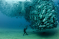 [Bigeye fish 求爱的鱼群] 摄影师 David 和 Goliath 为国家地理(National Geographic), 拍摄的海底鱼群(Bigeye fish)求爱的壮观景色.