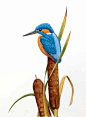 与安德鲁•福克纳一起感受羽翼间的灵动之美，约会画笔下的珍奇鸟类，详细展示了27种美丽鸟类跃然于画纸的全过程！#丙烯##手绘##鸟类#