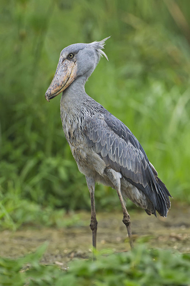 鹈形目鲸头鹳科鲸头鹳属鲸头鹳