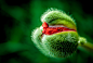 Photograph Arousal of Beauty by S. S. on 500px