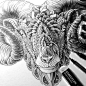 Ram Head (Tattoo Design) : A commission for a tattoo design.