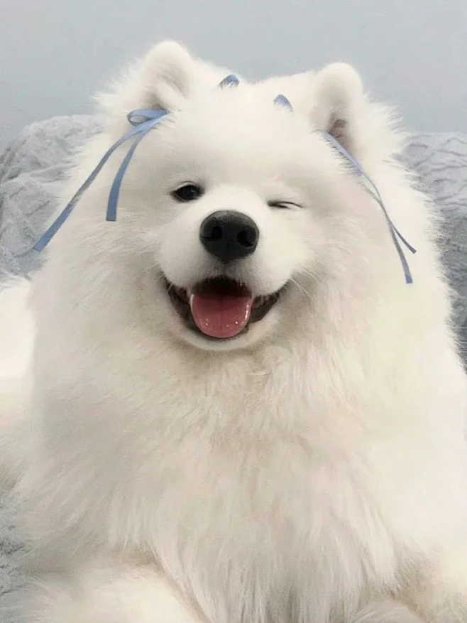 微笑天使萨摩耶