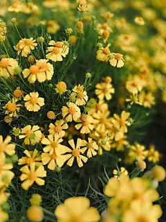 psc (13)