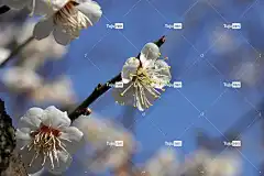 花朵 梅花 春天 花壁纸 季节性 盛开 开花 美丽的花朵 李子树