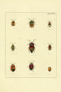 昆虫图鉴●甲虫