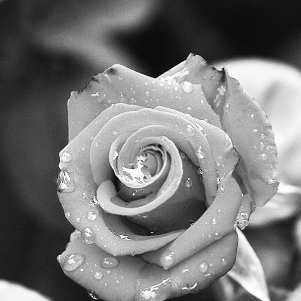 “啊，玫瑰”“是泪水让你如此美丽”。泪水...
