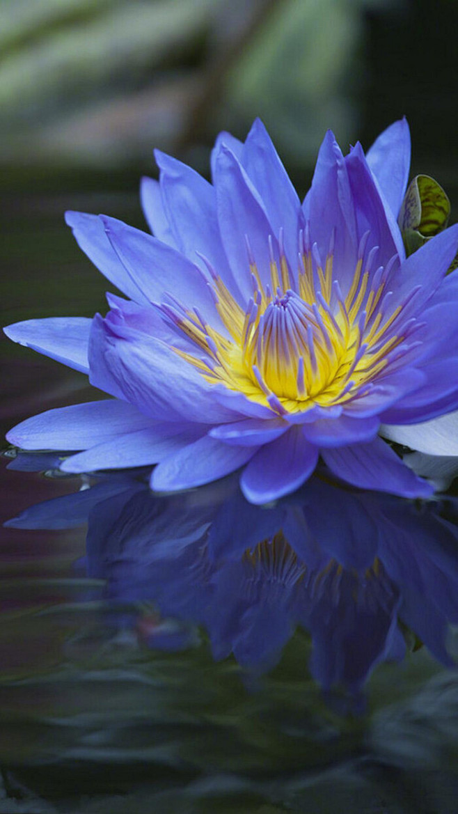 花花草草