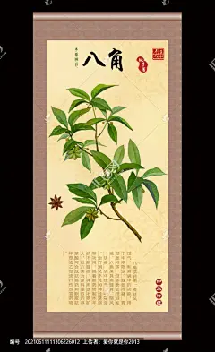 八角 八角挂画 中医挂画 药堂挂画 中医院挂画 香料 中医八角莲 中药大全 草本植物 旱八角 中药插画 书籍插图 中药包装 中草药包装插画 手绘中草药