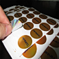 Custom Printing Sticker Labels, Packaging and Printing Stickers pictures & photos