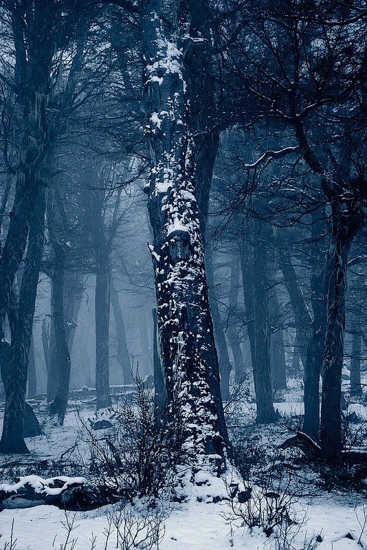 Winter Blues | Pela ...