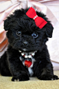 Awww...so cute! Teacup Peekapoo Puppy :)