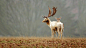 animals deer - Wallpaper (#3018940) / Wallbase.cc