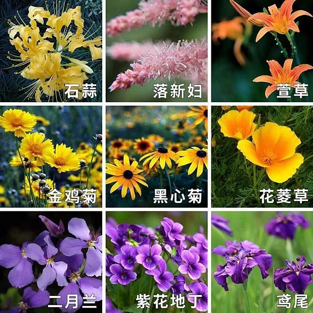 干货丨雨水花园里的植物们（地被花卉篇）_...